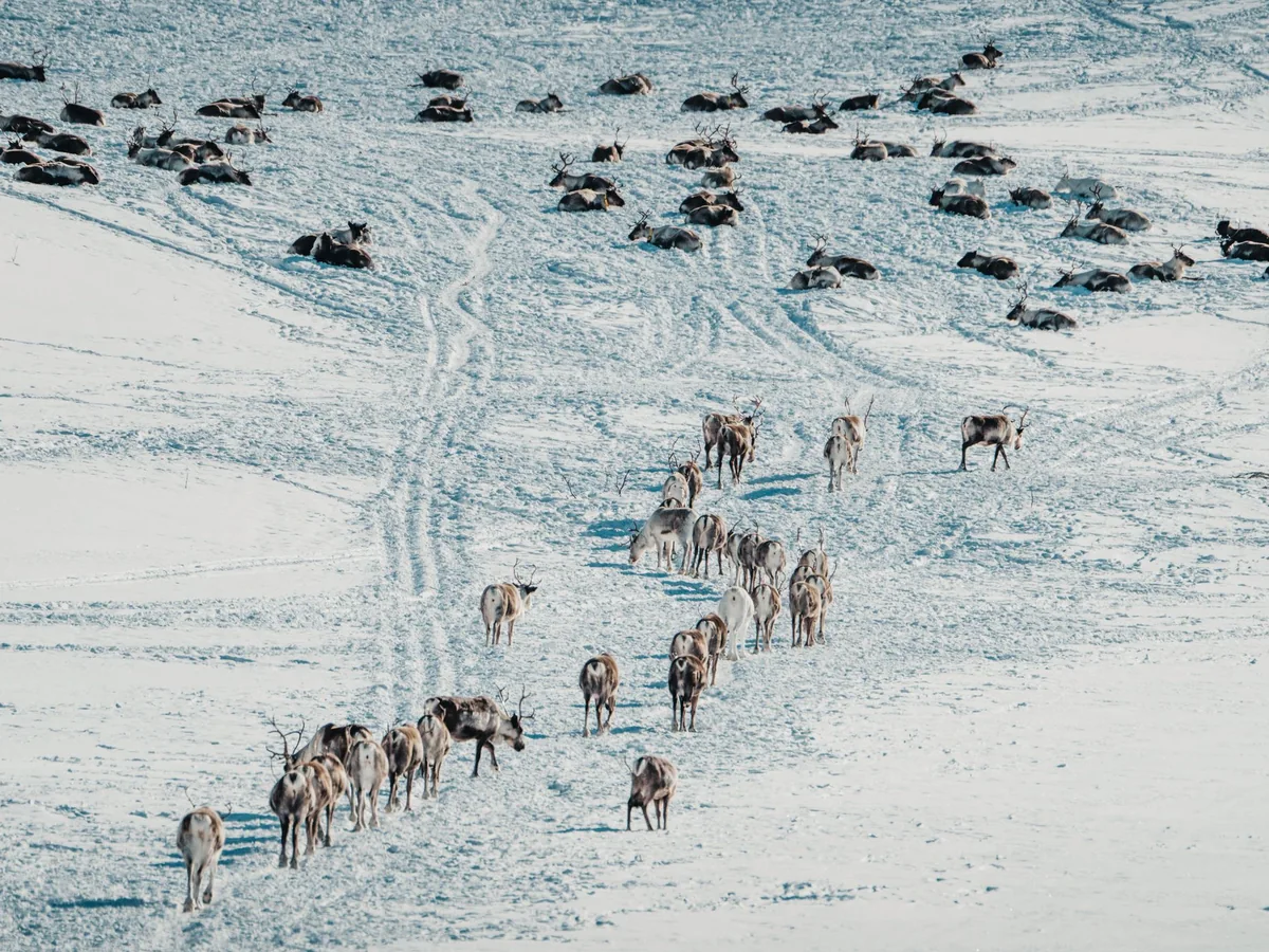 An aerial view of a reindeer herd crossing a snow-covered landscape in Norway