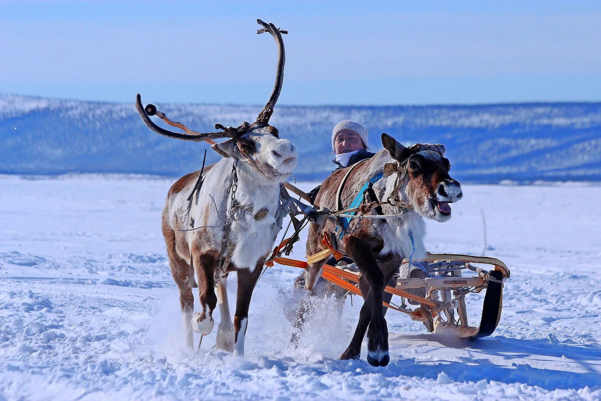 A reindeer-drawn sled crossing snow-covered ground, with mountains in the distance (representative photograph, not the camp itself)