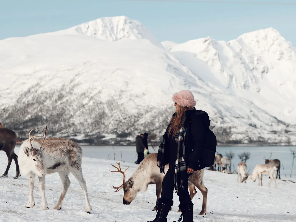 Reindeer grazing on snow with a visitor nearby, fjord and snow-capped mountains in the background near Tromso
